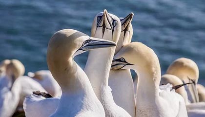 官方：索博战阿森纳攻入的任意球世界波当选英超8月最佳进球